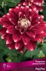 georgina_dekor_red_rock_kaper.jpg