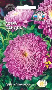 Астра Сандра (принцесса, сиренево-розовая) (Евро, 0,2) СеДеК