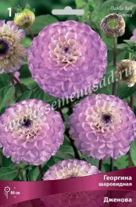 Георгина шаровидная Дженова IК