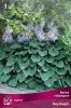 hosta_gibrid_blu_kadet_kaper.jpg