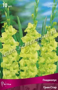 Гладиолус Грин Стар 10-12К 10шт