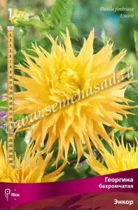 Георгина бахромчатая Энкор IК
