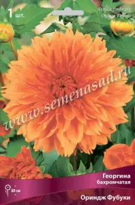 Георгина бахромчатая Ориндж Фубуки IК
