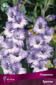 gladiolus_triton_kaper