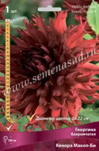 Георгина бахромчатая Кенора Макоп-Би IК