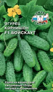 ogurets_boyskaut_f1.jpg