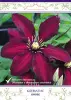 cl_clematis_niobe_kaper.jpg