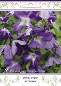 cl_clematis_little_bas_kaper