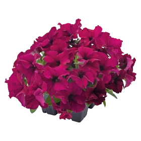 fqz8iovy0jm8ojlkrk6n9oq3tw5t7av9