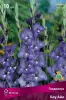 gladiolus_blue_ail_kaper.jpg