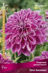 Георгина декоративная Пепл Экспложн IК