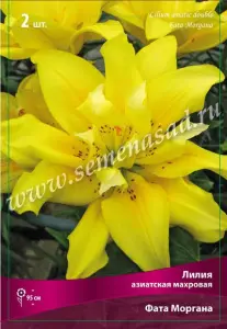 Лилия Азиатская махровая Фата Моргана(жёл,тём-крас.крап на13длин. кажд.леп-ка,диам16,5см,2шт,1416)