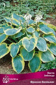 hosta_zibolda_fransis_williams_kaper.jpg