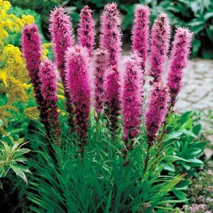 liatris_kolos_kobold