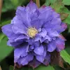 cl_clematis_vyvyan_pennell.jpg