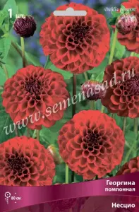 Георгина помпонная Несцио (махровый, красный, диаметр цветка 6 см, устойчив к неблагоприятн, 1шт, I)