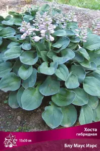 hosta_gibrid_blu_maus_ires_kaper.jpg