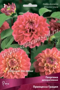 Георгина декоративная Принцесса Грация (насыщенно-розовый, при полном роспуске виден жёлтый, 1шт, I)