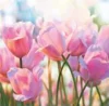 Фотообои Bellisimo Весенние тюльпаны 2000х1400мм В-019