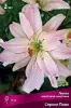 liliya_asia_mahrov_spring_pink_kaper.jpg