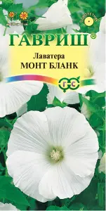 lavatera_mont_blank.png
