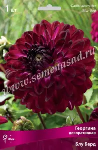 Георгина декоративная Блу Берд IК