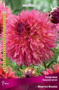 Георгина бахромчатая Мертлз Фолли (нежно-розовый с жёлтым, 1шт, I)