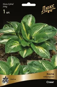 hosta_gibrid_sting_kaper.jpg