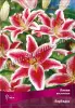 Лилия Восточная Барбадос 14-16К 2шт