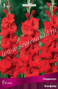 Гладиолус Бонфайр 12-14К 5шт