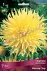 Георгина кактусовая Йеллоу Стар IК