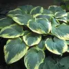 hosta_gibrid_robert_frost.jpg