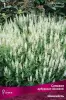 salvia_dubrav_shneehegl_kaper.jpg