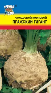 Сельдерей корневой Пражский гигант Урожай удачи