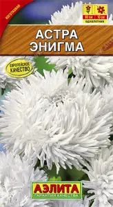 Астра Энигма коготковая (2021; 50.68.34) Аэлита цп