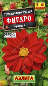 Георгина Фигаро красный махровый 7шт Аэлита цв.