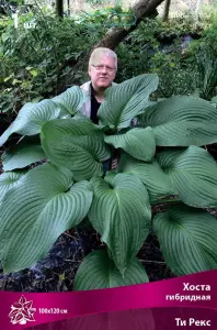 hosta_gibrid_ti_reks_kaper.jpg