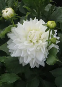 Георгина декоративная Буллз Прайд IК