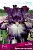 iris_boroda_prince_of_burgundi_kaper.jpg