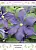 cl_clematis_durandii_kaper