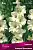 gladiolus_aivory_priscilla_kaper.jpg