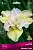 iris_sibir_yellow_tale_kaper.jpg
