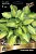hosta_gibrid_alligator_elly_kaper.jpg