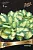 hosta_gibrid_popkorn_kaper.jpg