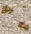 1458_image_big_2 (1) 1458_image_big_2 (1)