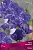 iris_boroda_batik_kaper.jpg
