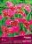 trigidia_pavlinia_dark_pink_kaper.jpg
