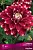 georgina_dekor_red_rock_kaper.jpg