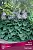 hosta_gibrid_blu_kadet_kaper.jpg