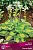 hosta_gibrid_sanset_gruvz_kaper.jpg